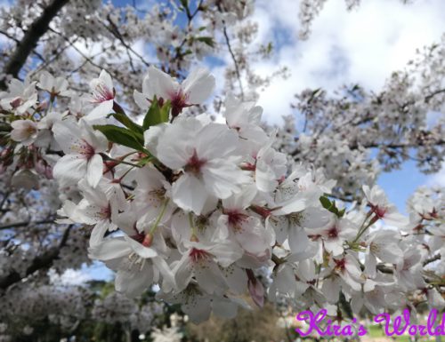 La fioritura dei ciliegi all’orto botanico di Roma