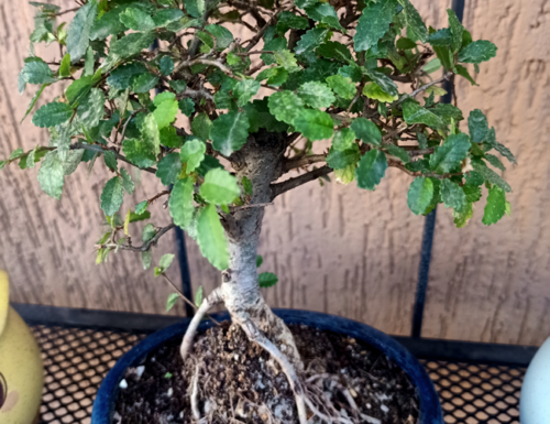 Cura del bonsai: consigli per mantenere le piante
