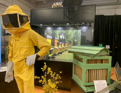 La via delle api, la mostra al Museo Civico di Zoologia