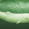 Moby Dick, o la balena: l'audiolibro del grande classico