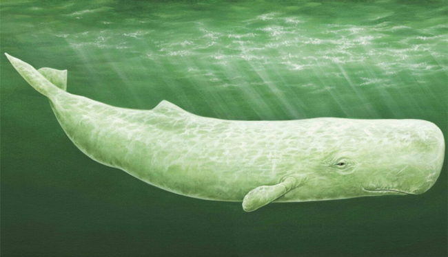 Moby Dick, o la balena